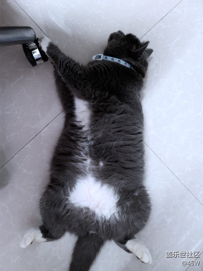 【會說話的照片】哈基米 | 累了