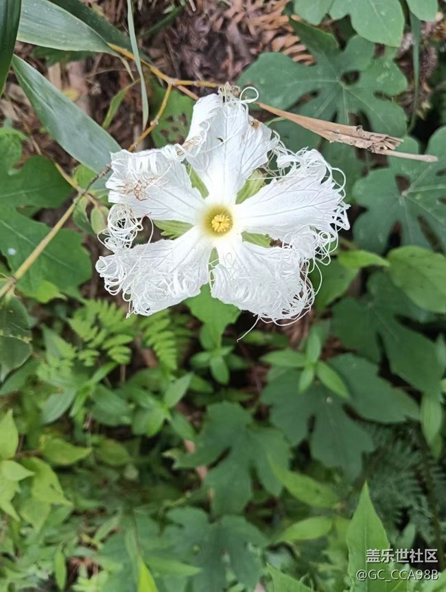 【那年初秋】美麗的花兒