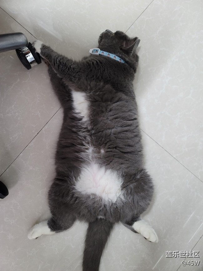 【會說話的照片】哈基米 | 累了