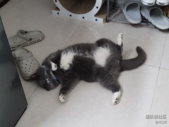 【會說話的照片】哈基米 | 累了