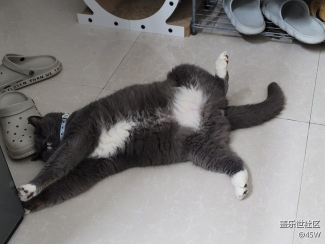 【會說話的照片】哈基米 | 累了