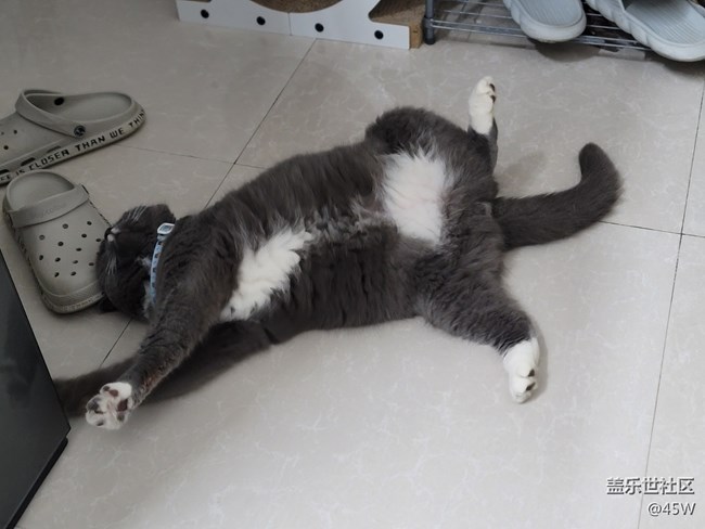 【會說話的照片】哈基米 | 累了