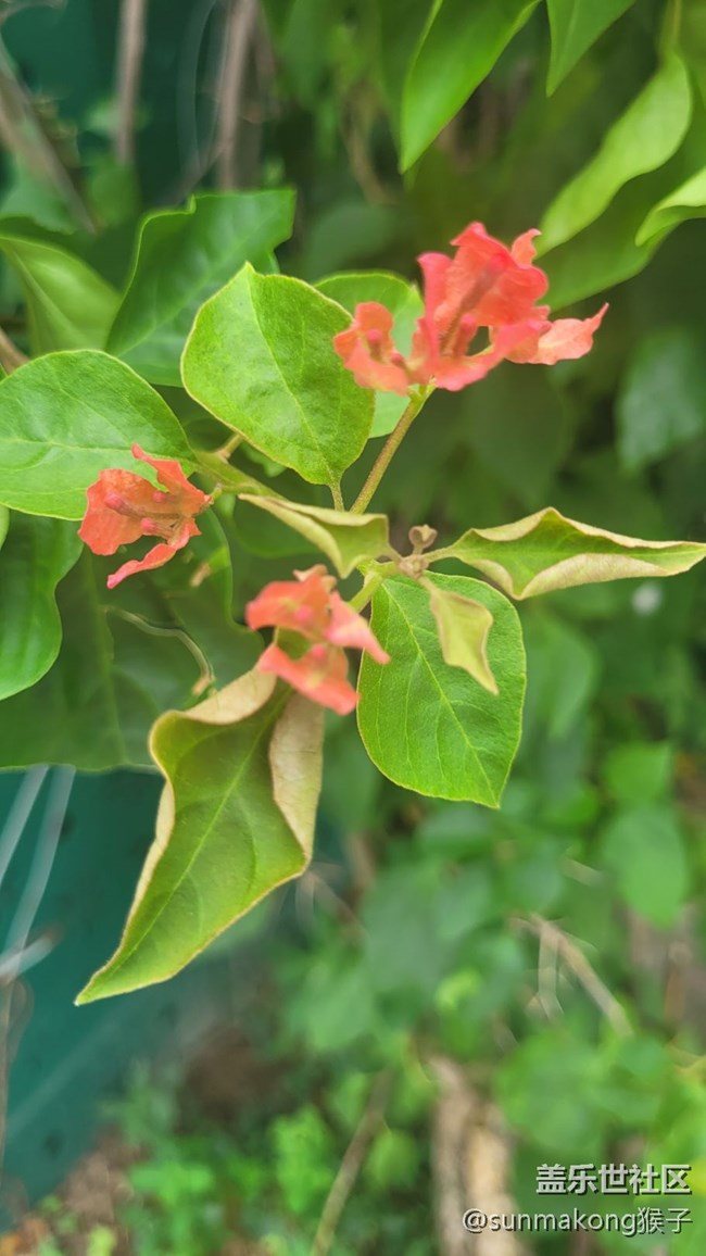 【那年初秋】葉子花