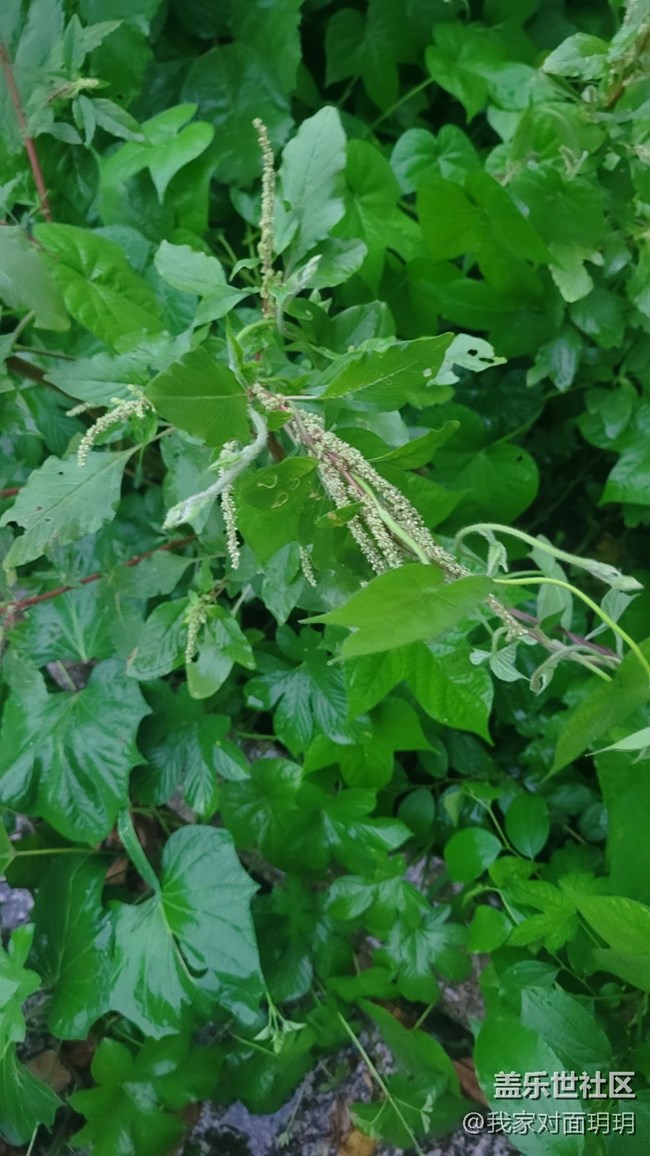 【那年初秋】立秋