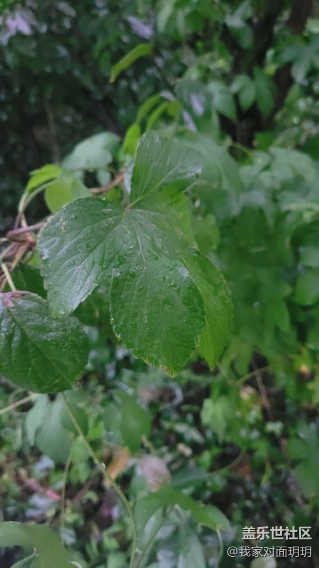 【那年初秋】立秋