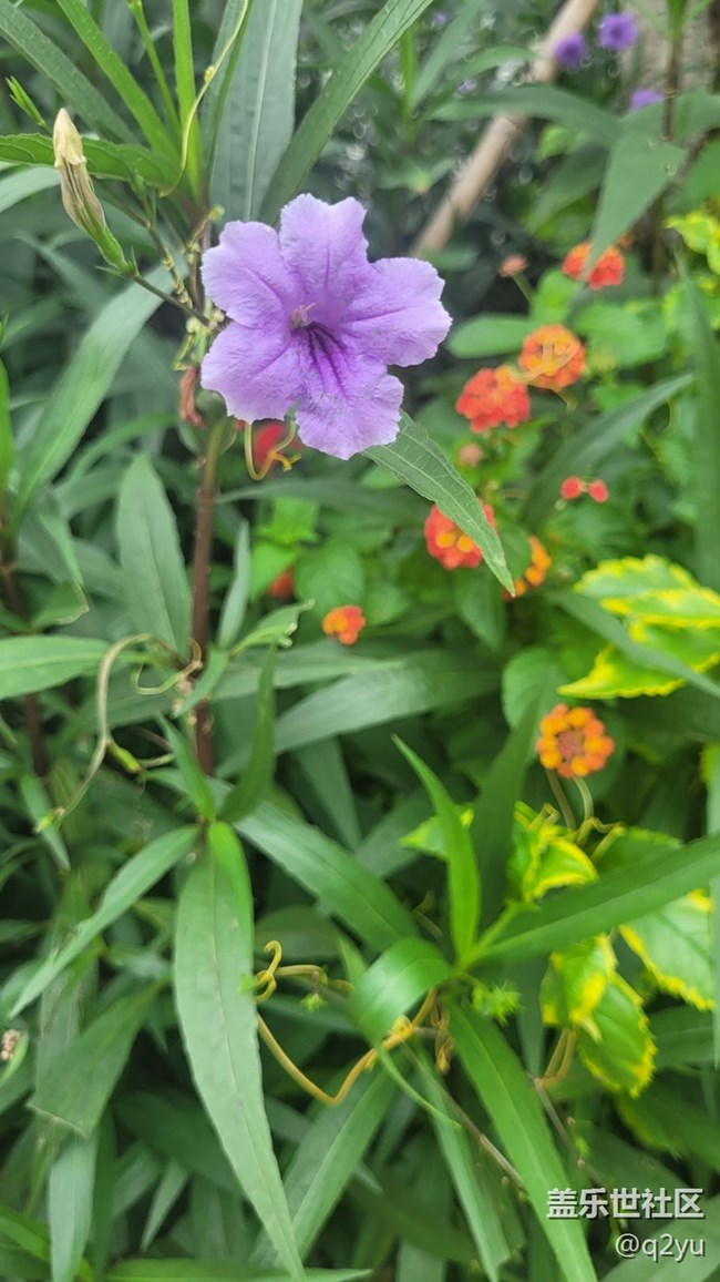 【那年初秋】花朵