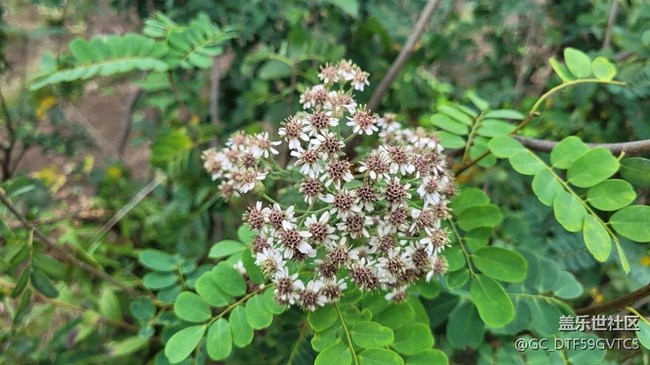 【那年初秋】秋花開
