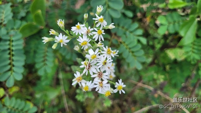 【那年初秋】秋花開