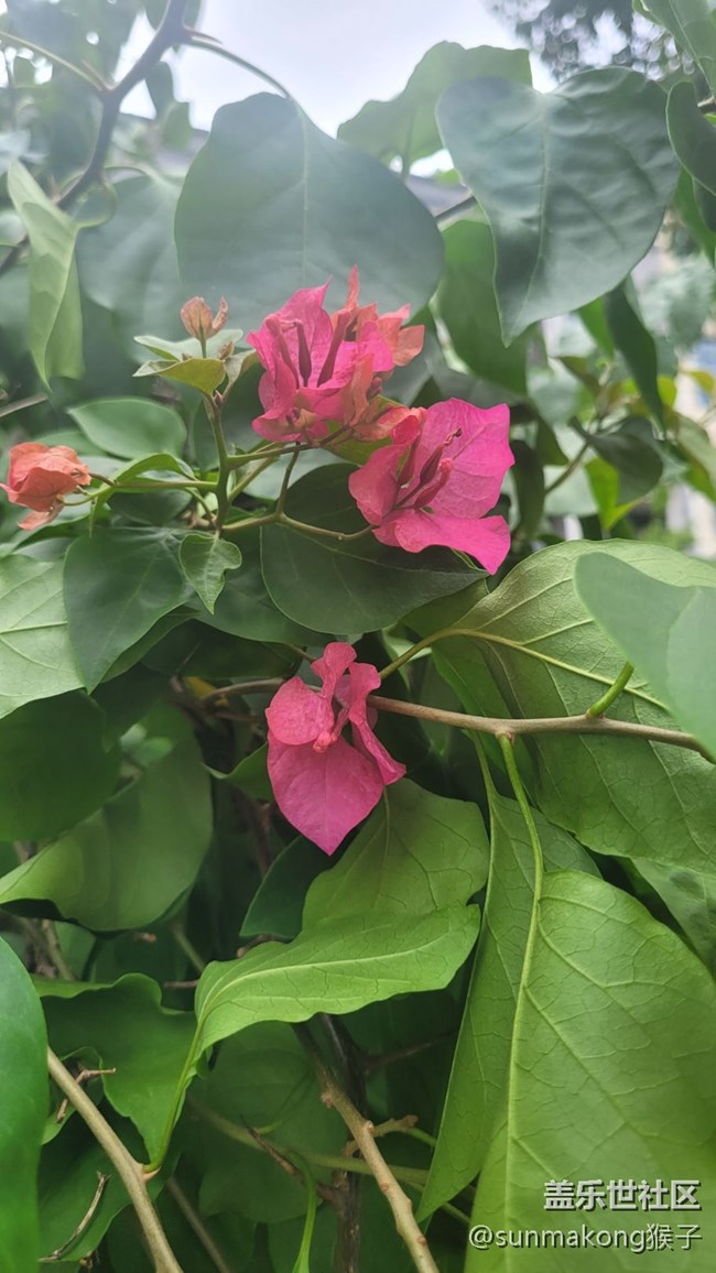 【那年初秋】葉子花