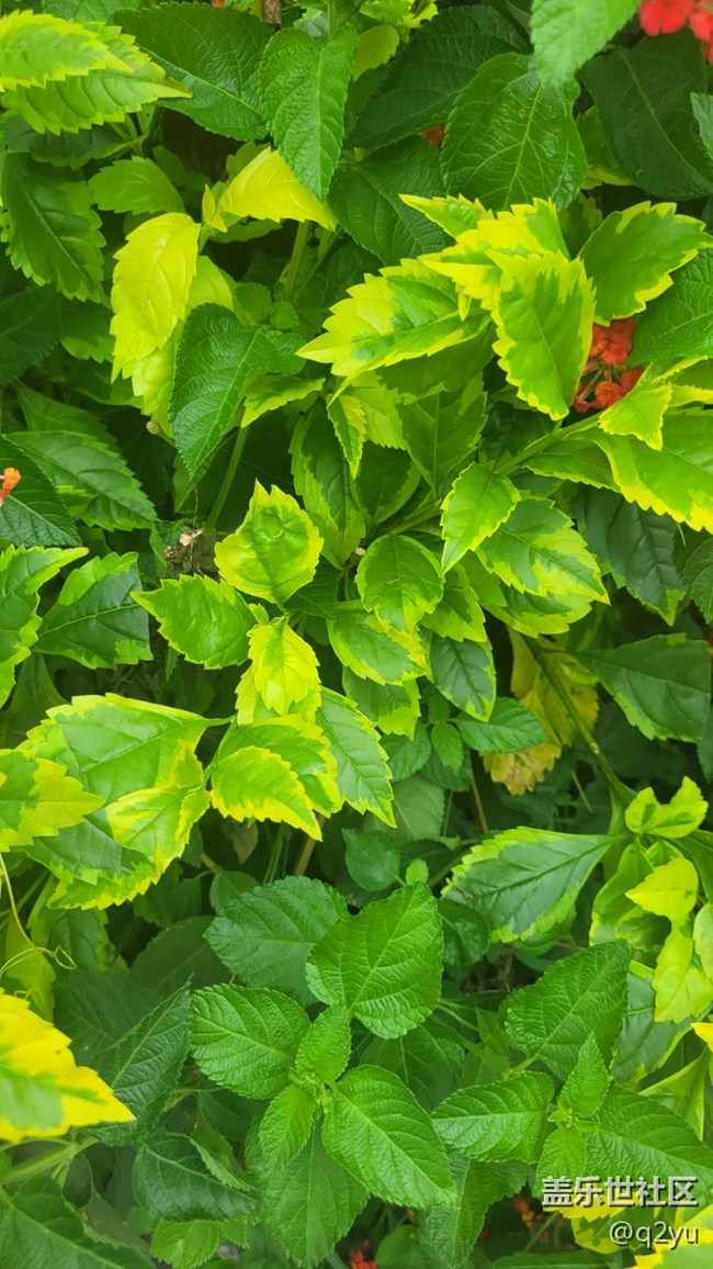 【那年初秋】花朵