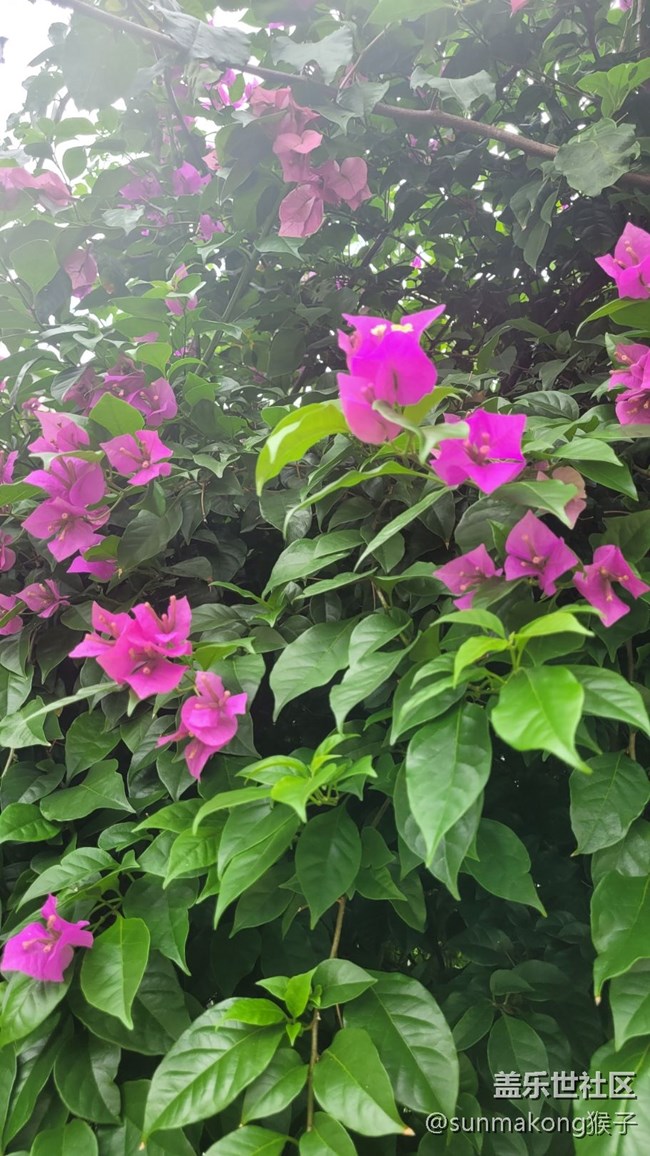 【那年初秋】葉子花