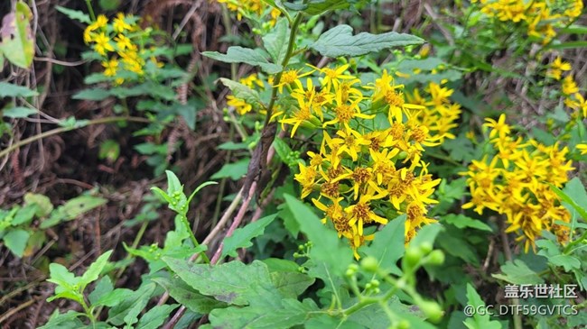 【那年初秋】秋花開