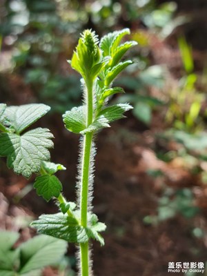 【鏡頭里的故事】植物