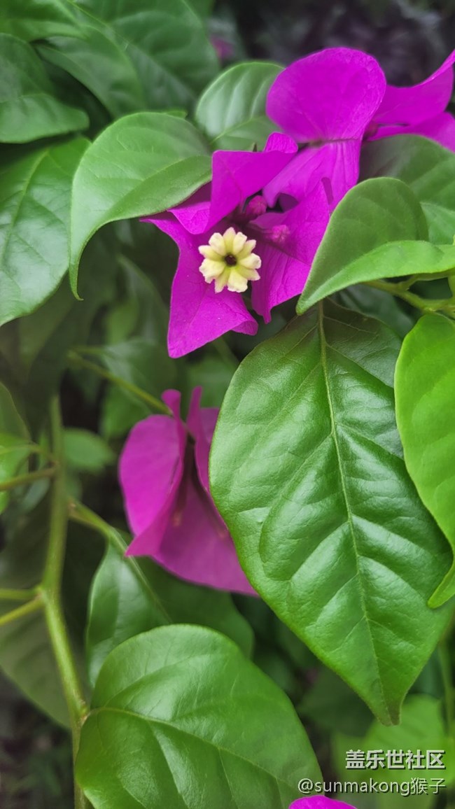 【那年初秋】葉子花