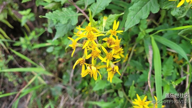 【那年初秋】秋花開