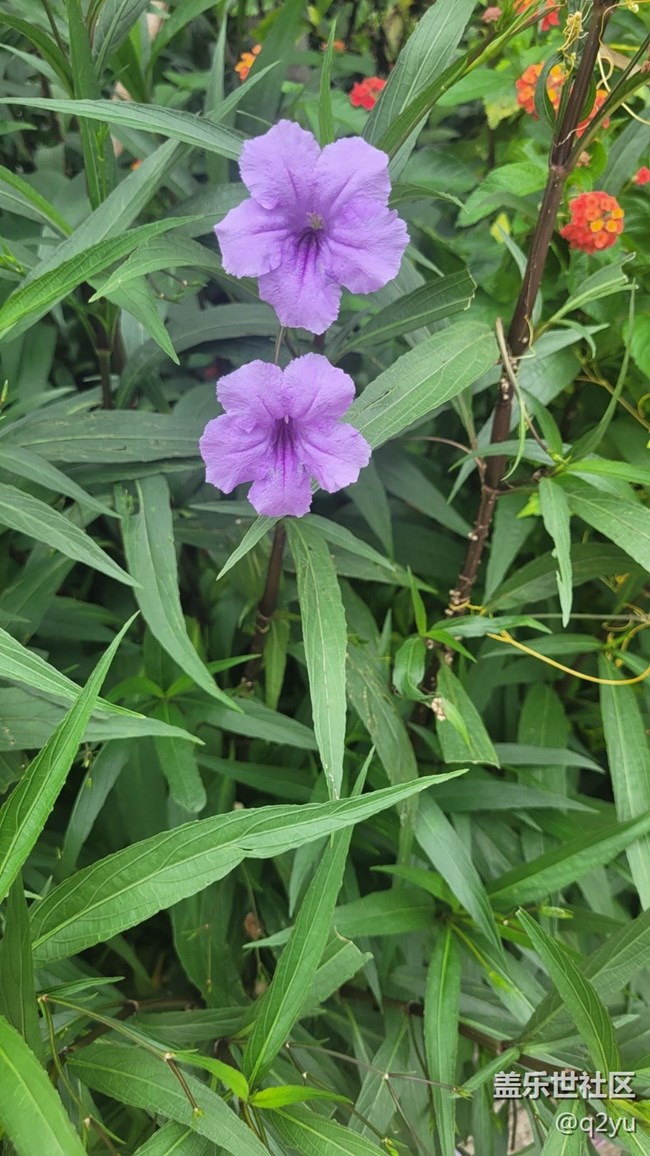 【那年初秋】花朵