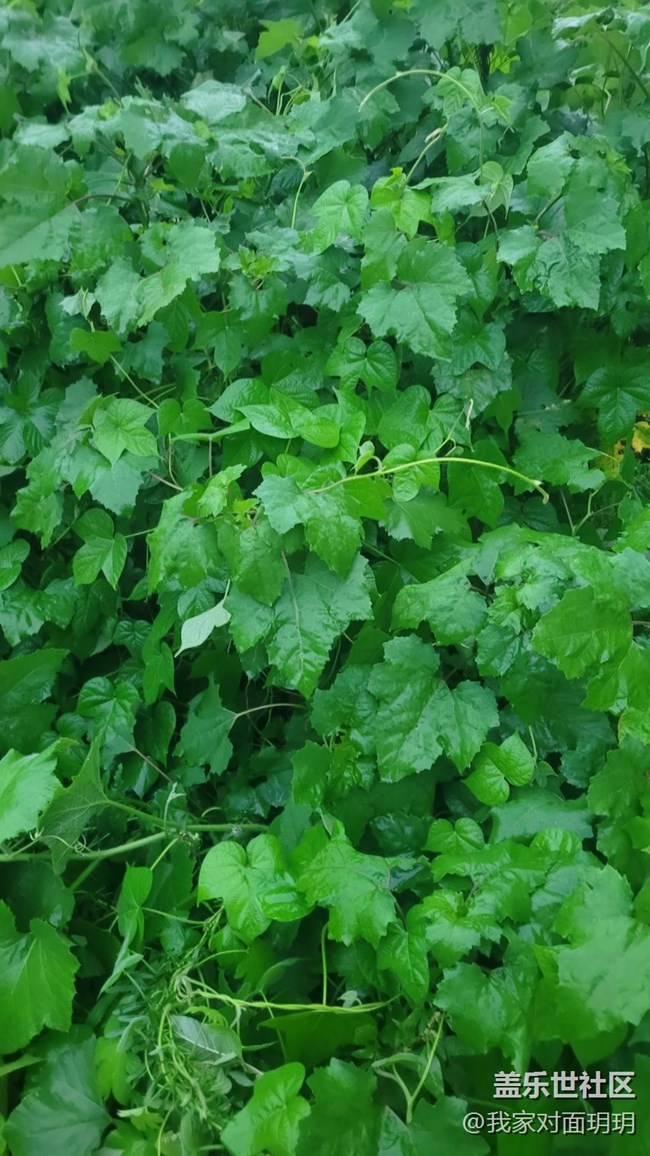 【那年初秋】立秋