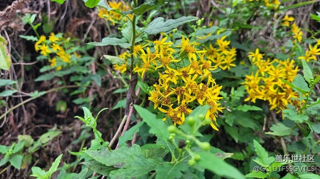 【那年初秋】秋花開