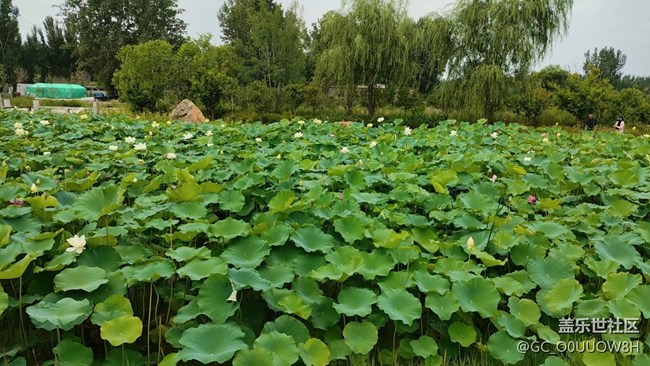 【夏日炎炎】荷塘摘蓮子