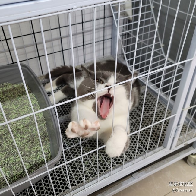 【捕捉身邊的美】捕獲 | 英國(guó)猛虎