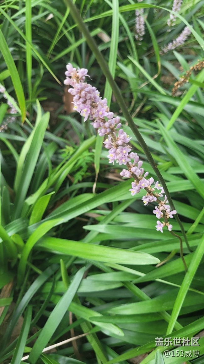 【那年初秋】小花兒