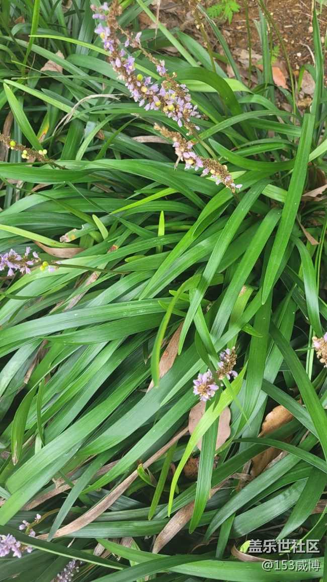 【那年初秋】小花兒