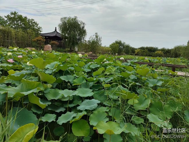 【夏日炎炎】荷塘摘蓮子