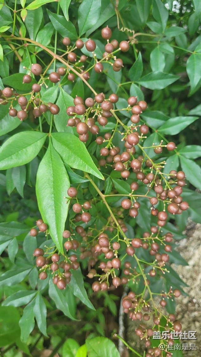 【那年初秋】果實(shí)