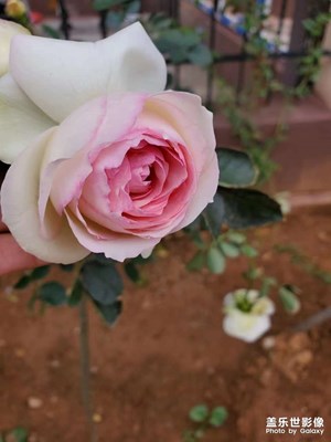 月季花