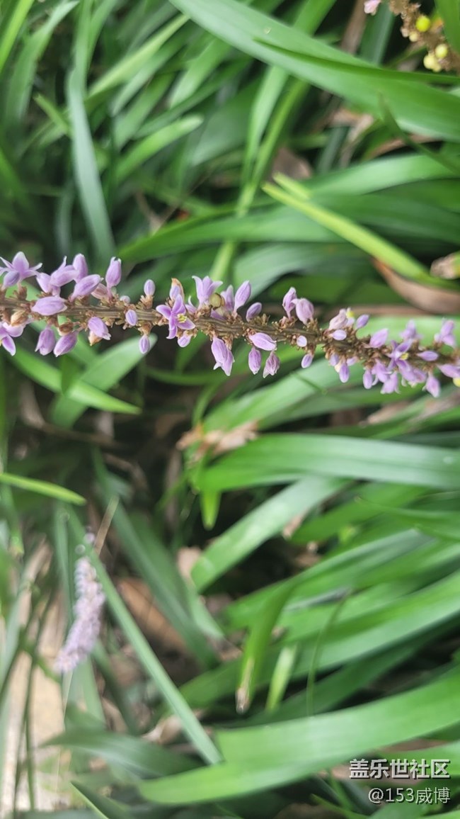 【那年初秋】小花兒
