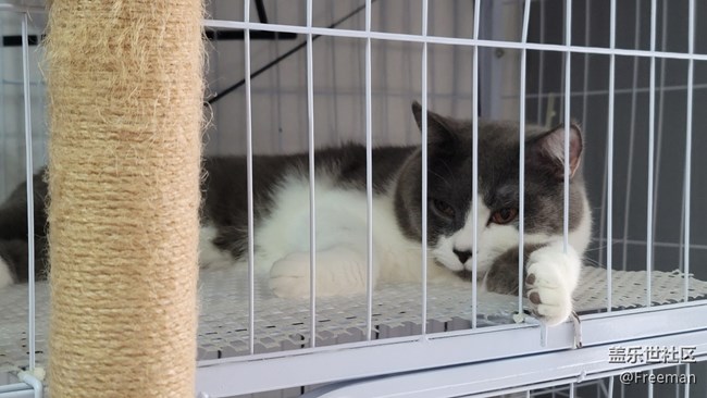 【捕捉身邊的美】捕獲 | 英國(guó)猛虎