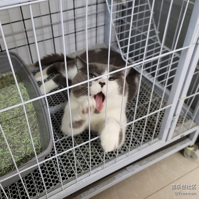 【捕捉身邊的美】捕獲 | 英國(guó)猛虎