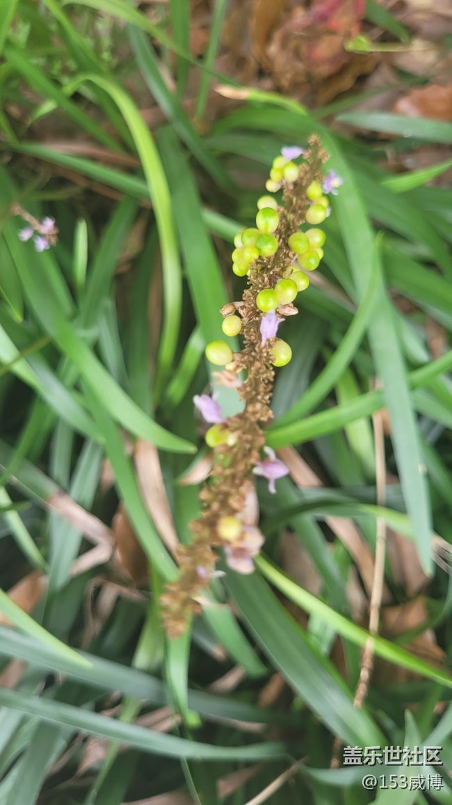 【那年初秋】小花兒