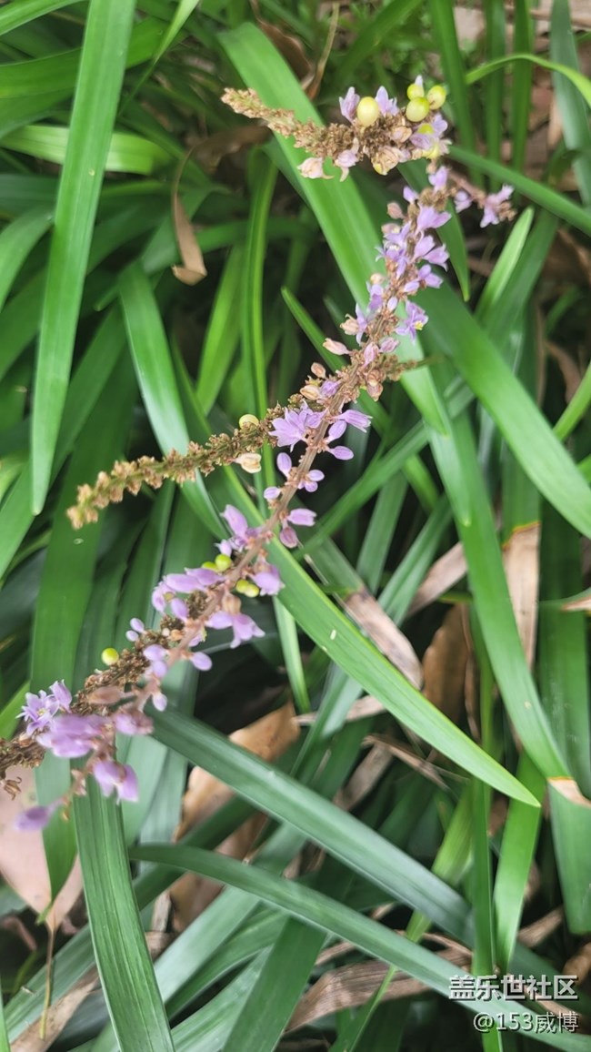 【那年初秋】小花兒