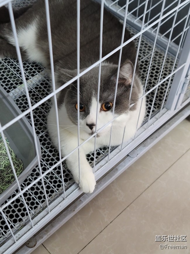 【捕捉身邊的美】捕獲 | 英國(guó)猛虎