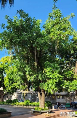吊瓜樹