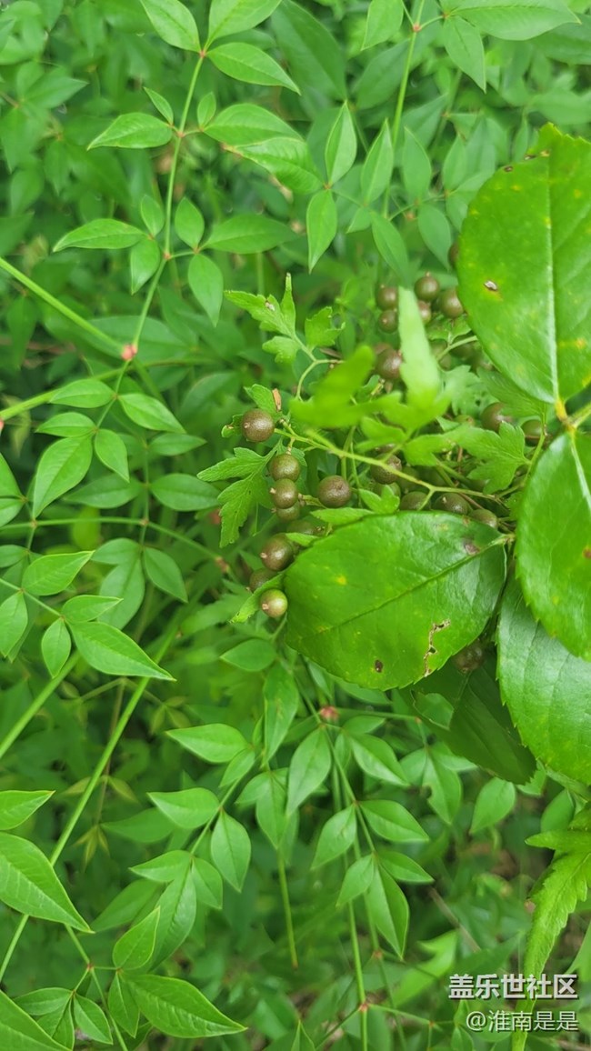 【那年初秋】果實(shí)