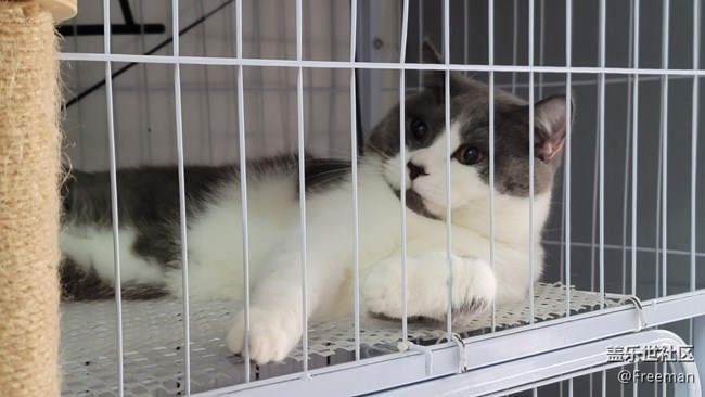 【捕捉身邊的美】捕獲 | 英國(guó)猛虎