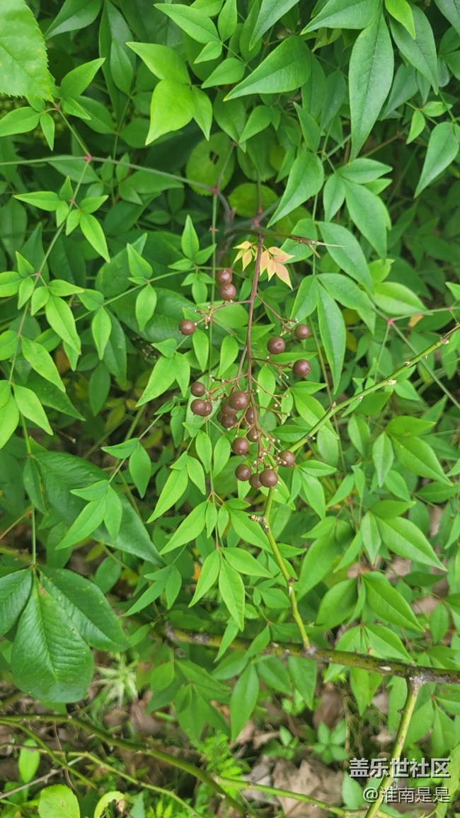 【那年初秋】果實(shí)