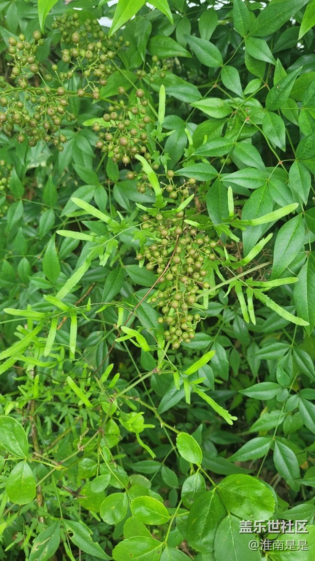 【那年初秋】果實(shí)