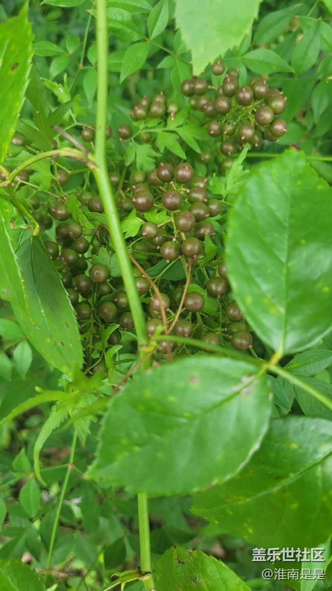 【那年初秋】果實(shí)