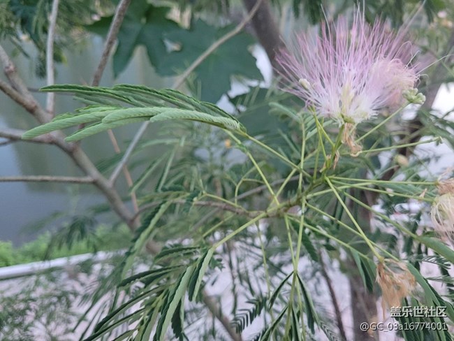 【夏日炎炎】合歡花