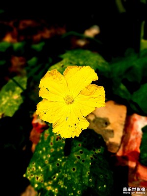 路邊花花草草