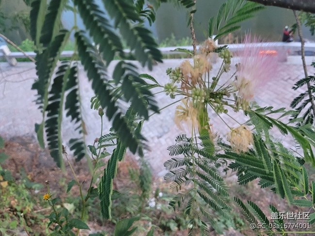 【夏日炎炎】合歡花