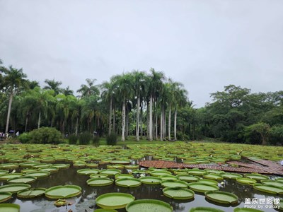 【萃取生活】+ 版納薈萃之中科院植物園！