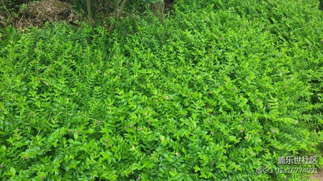 【那年初秋】萼距花