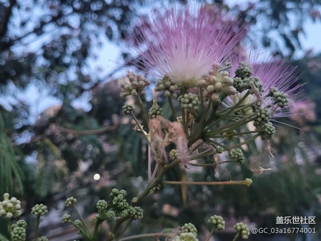【夏日炎炎】合歡花
