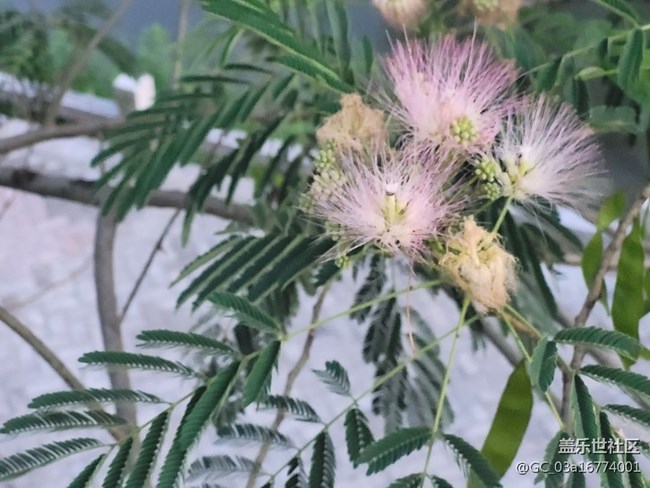 【夏日炎炎】合歡花