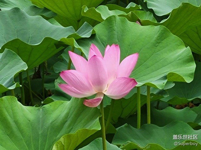 【北龍湖畔】乘風(fēng)破浪