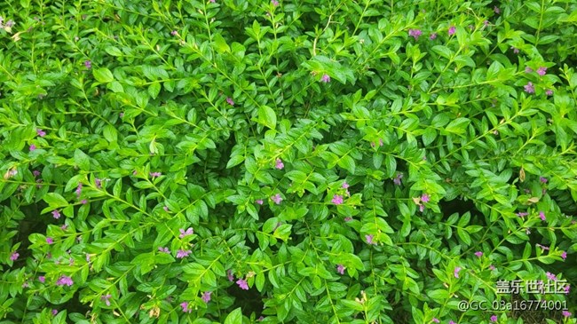 【那年初秋】萼距花